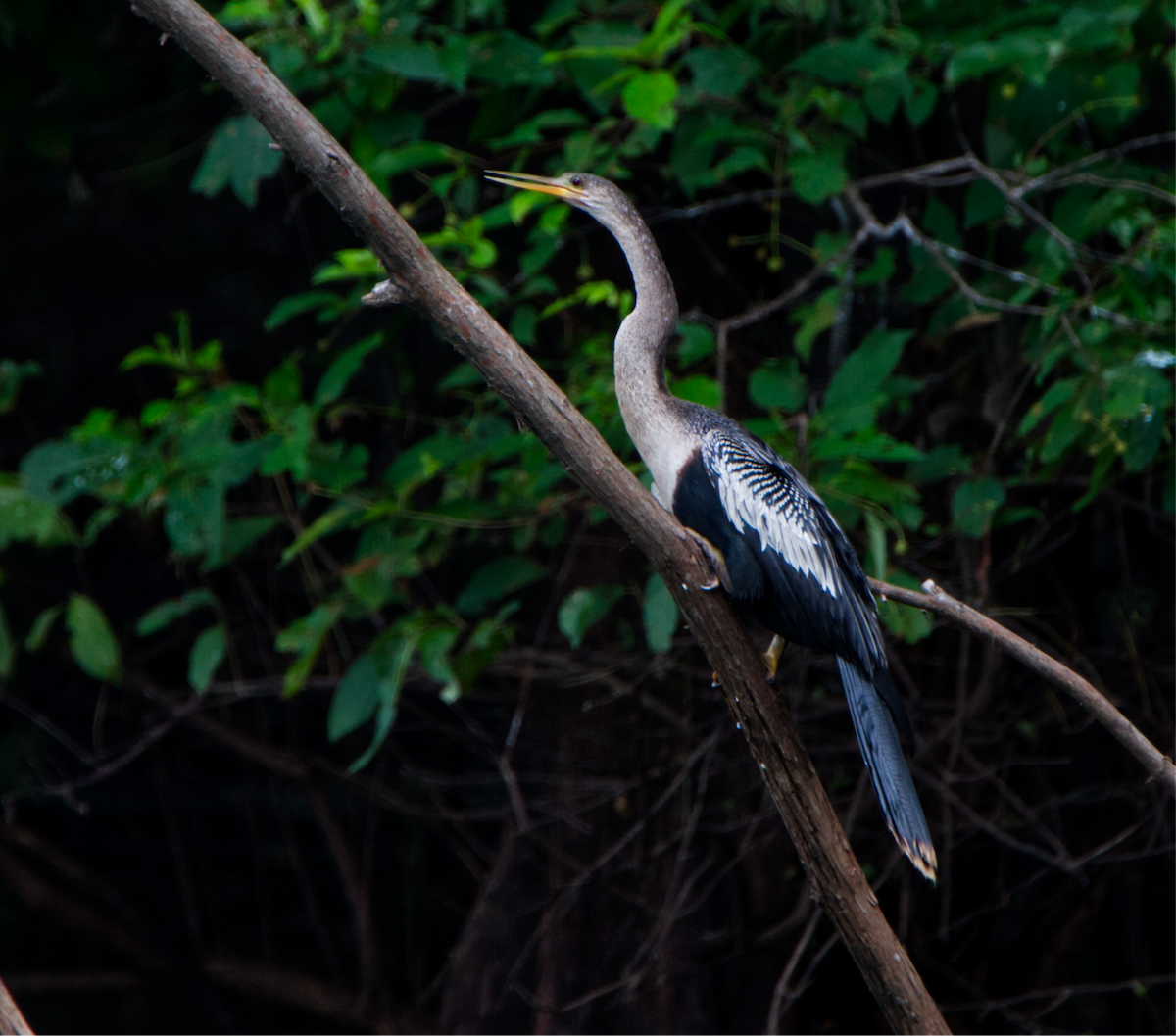 Anhinga d'Amérique - ML265250411