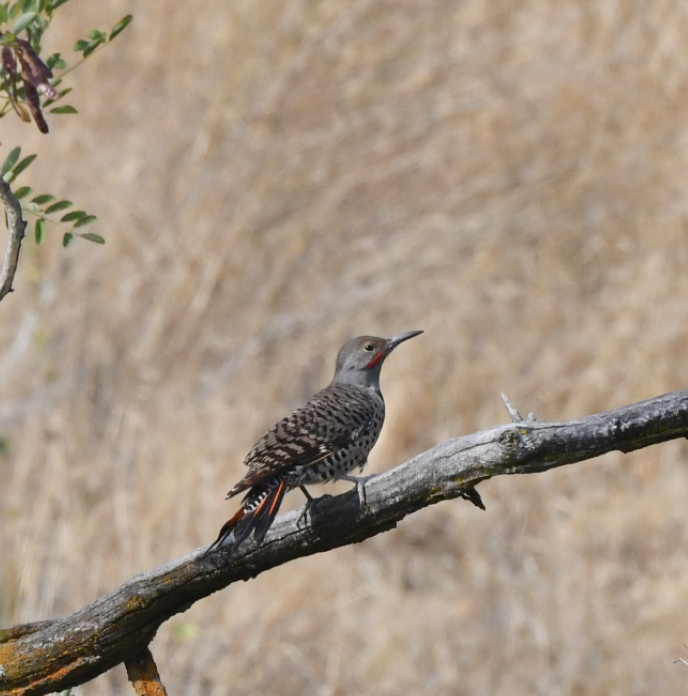 Northern Flicker - Norman Eshoo