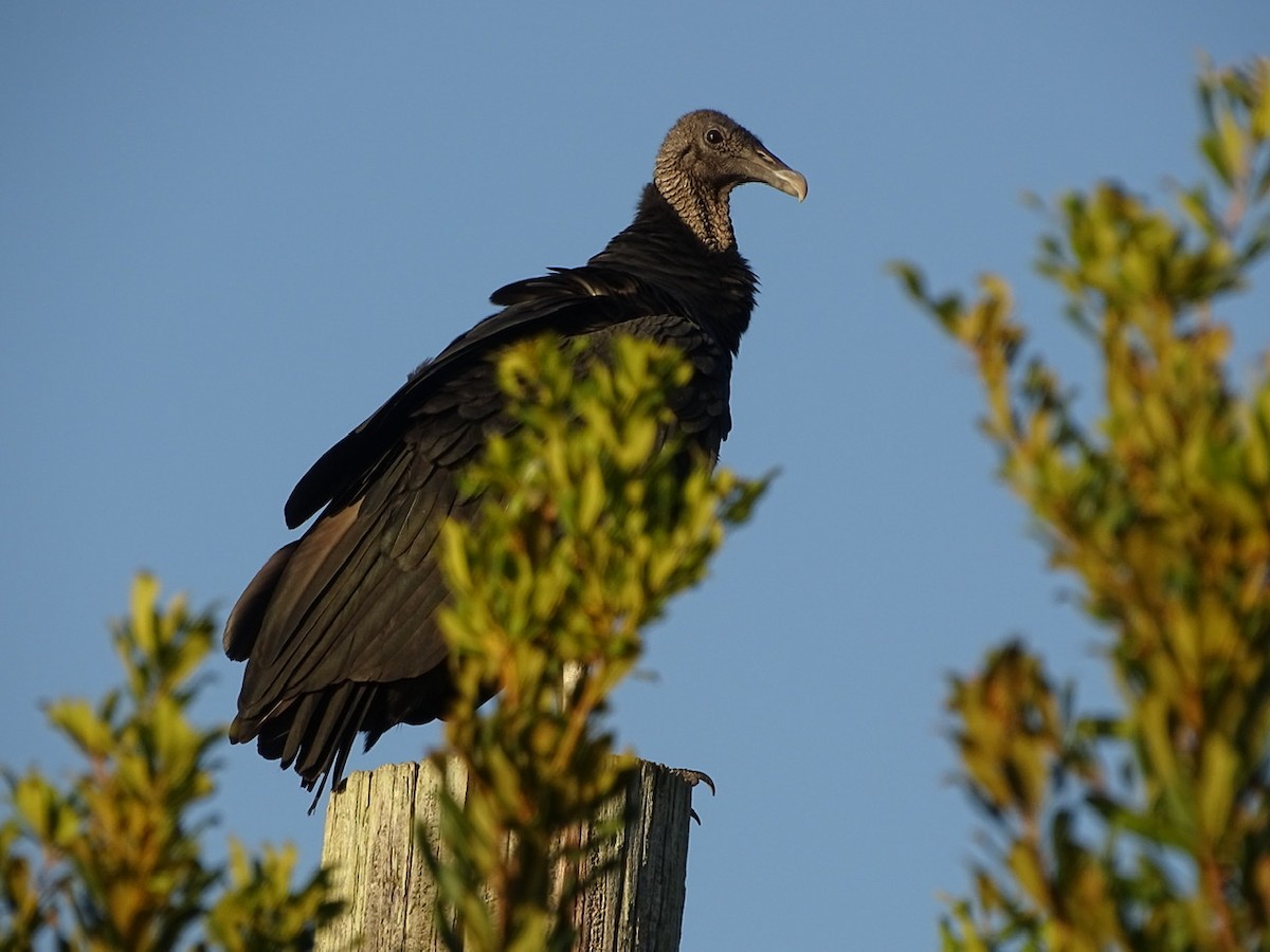 Black Vulture - Fleeta Chauvigne