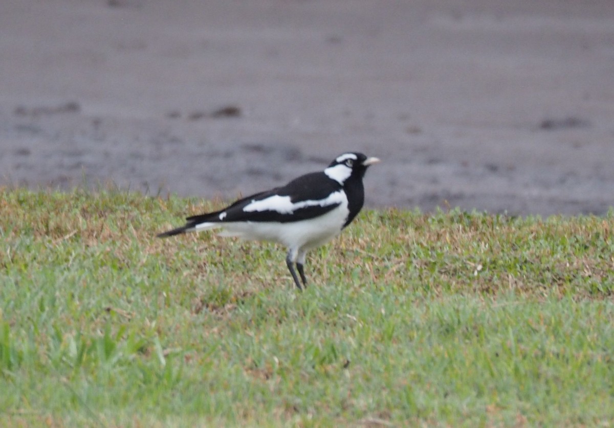 Magpie-lark - ML265253381