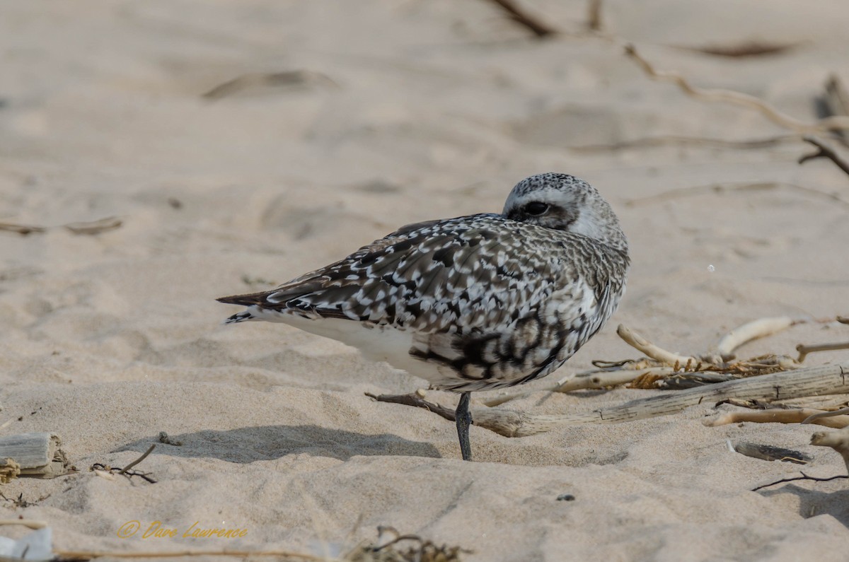 Black-bellied Plover - ML265254281