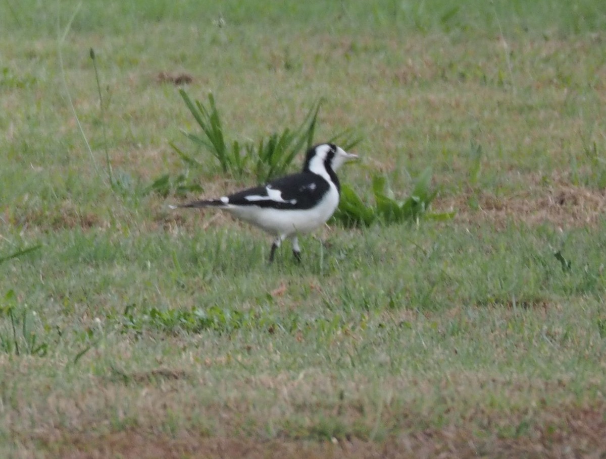 Magpie-lark - ML265254621