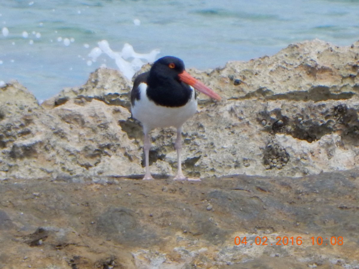 American Oystercatcher - ML26525631
