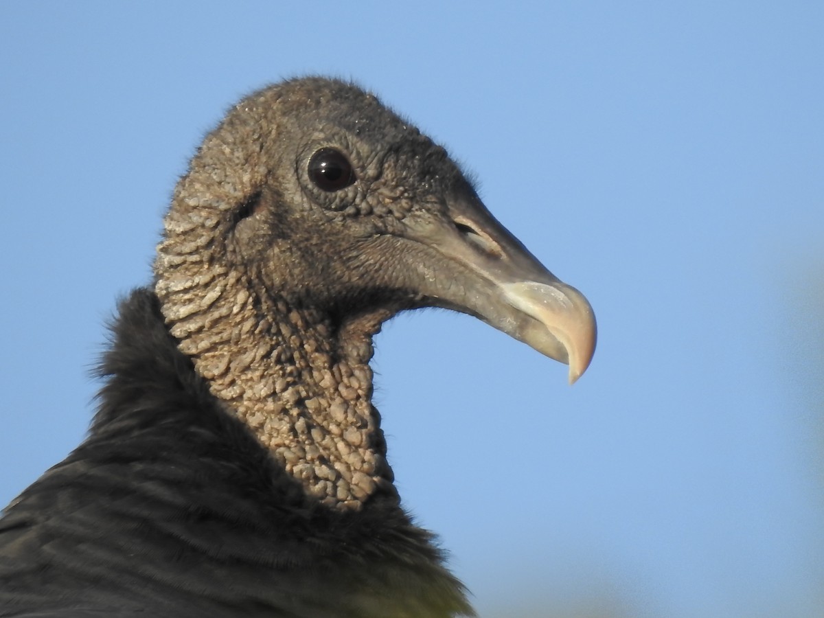 Black Vulture - Nan Dewire