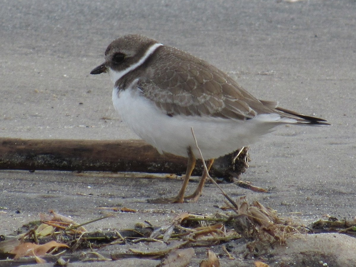 Semipalmated Plover - ML265257041
