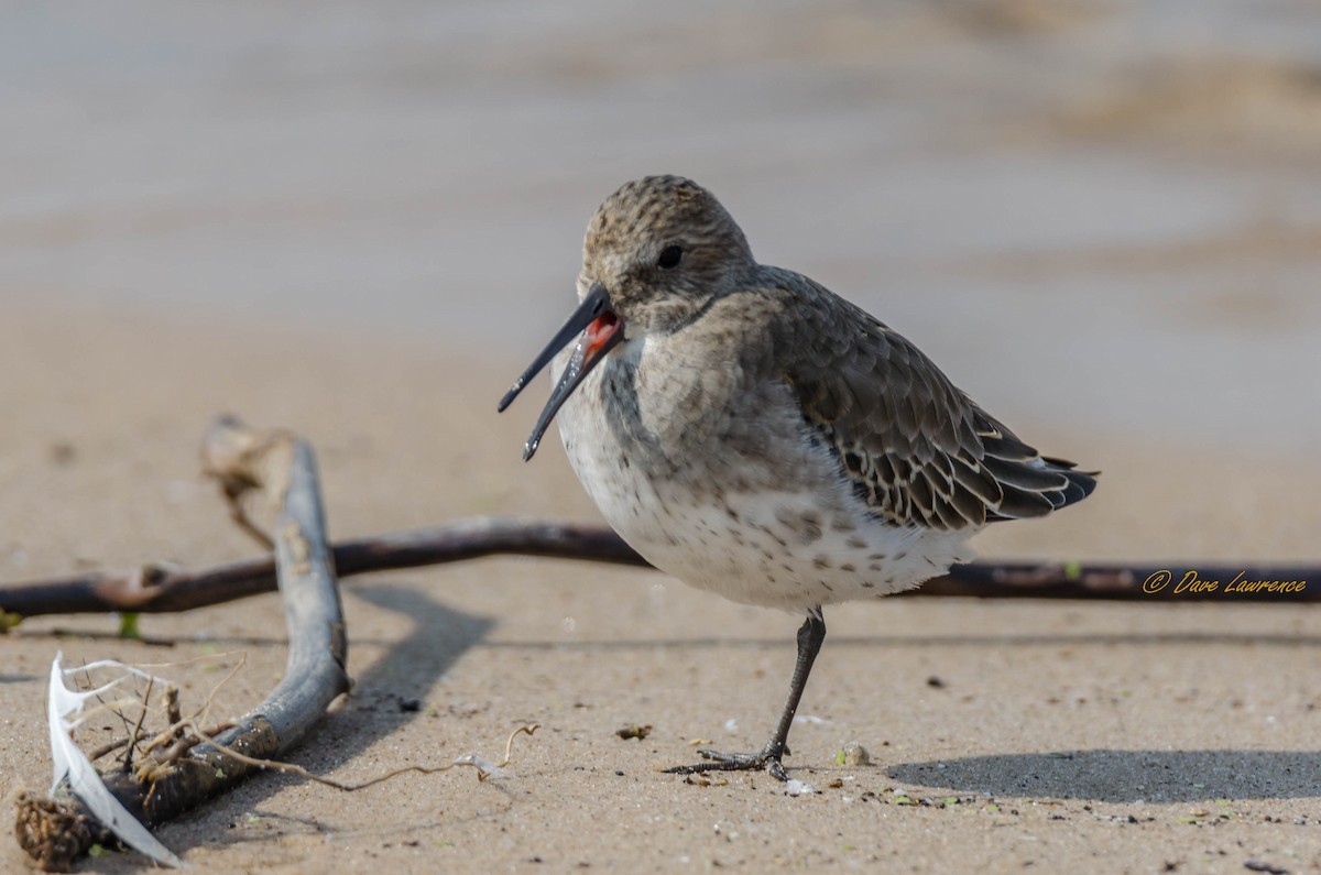 Dunlin - David Lawrence