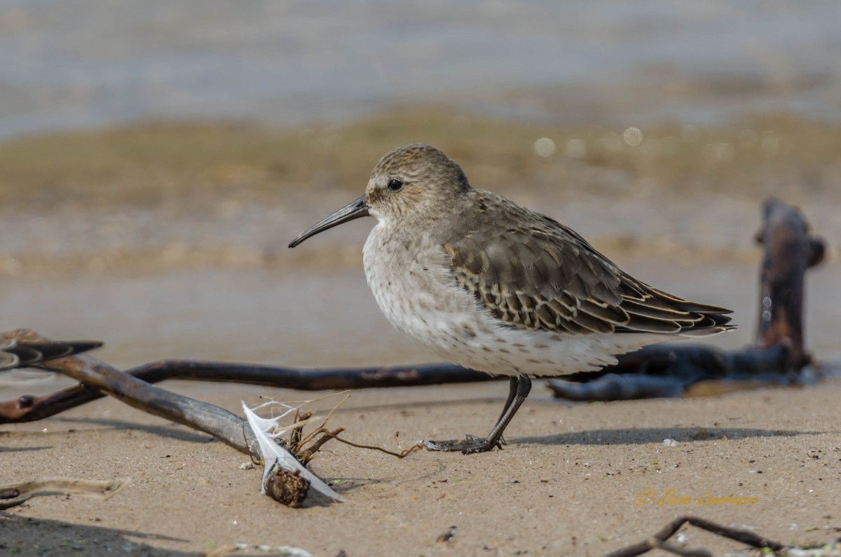 Dunlin - ML265257251