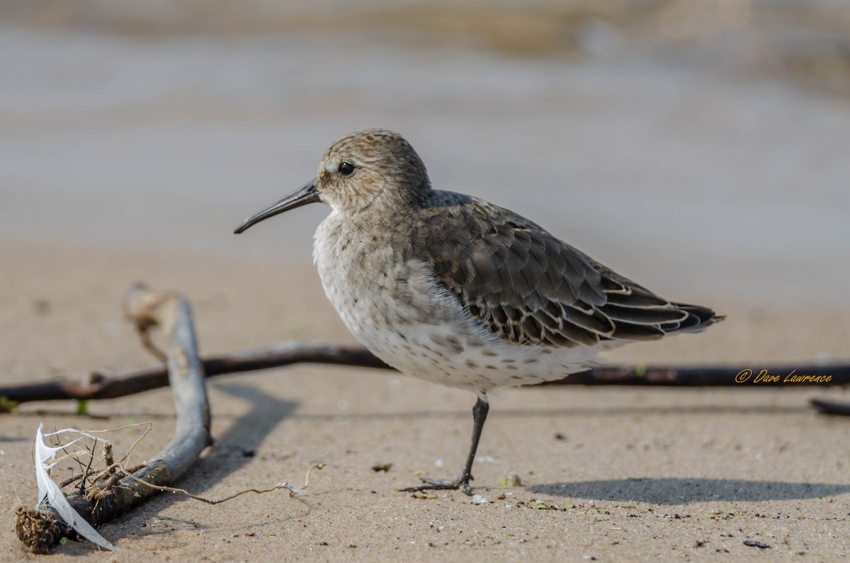 Dunlin - ML265257291