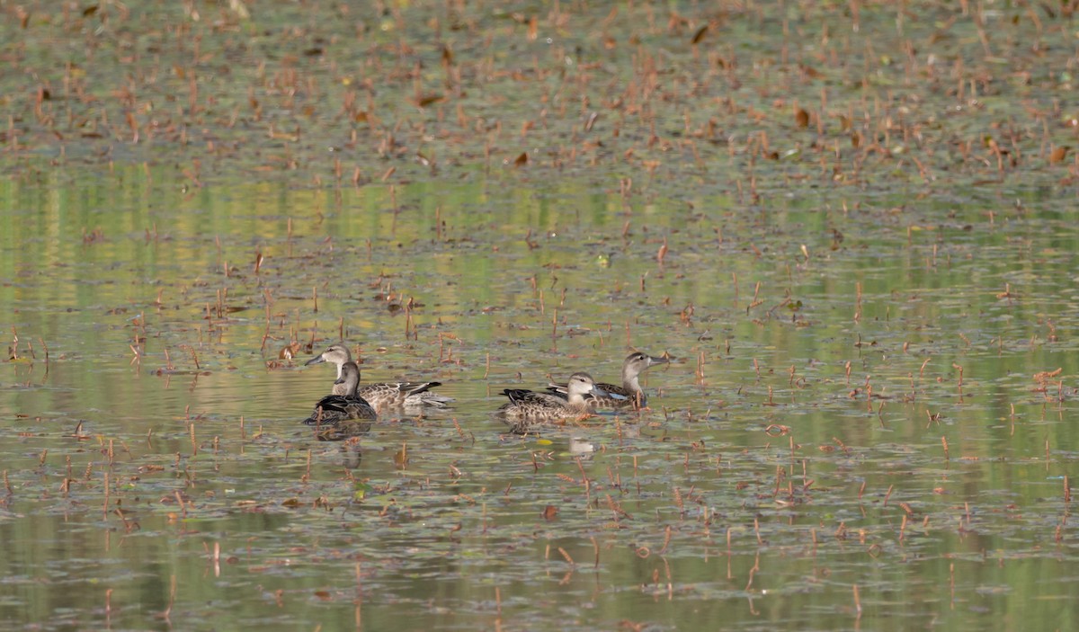 Blue-winged Teal - ML265257871