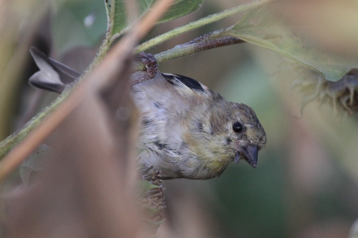 American Goldfinch - ML265258181