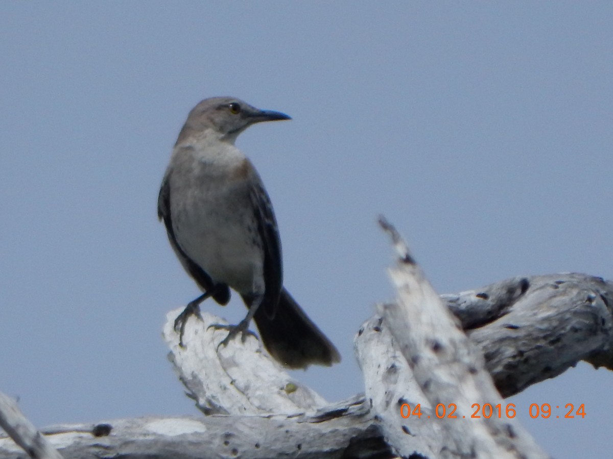 Bahama Mockingbird - ML26526011