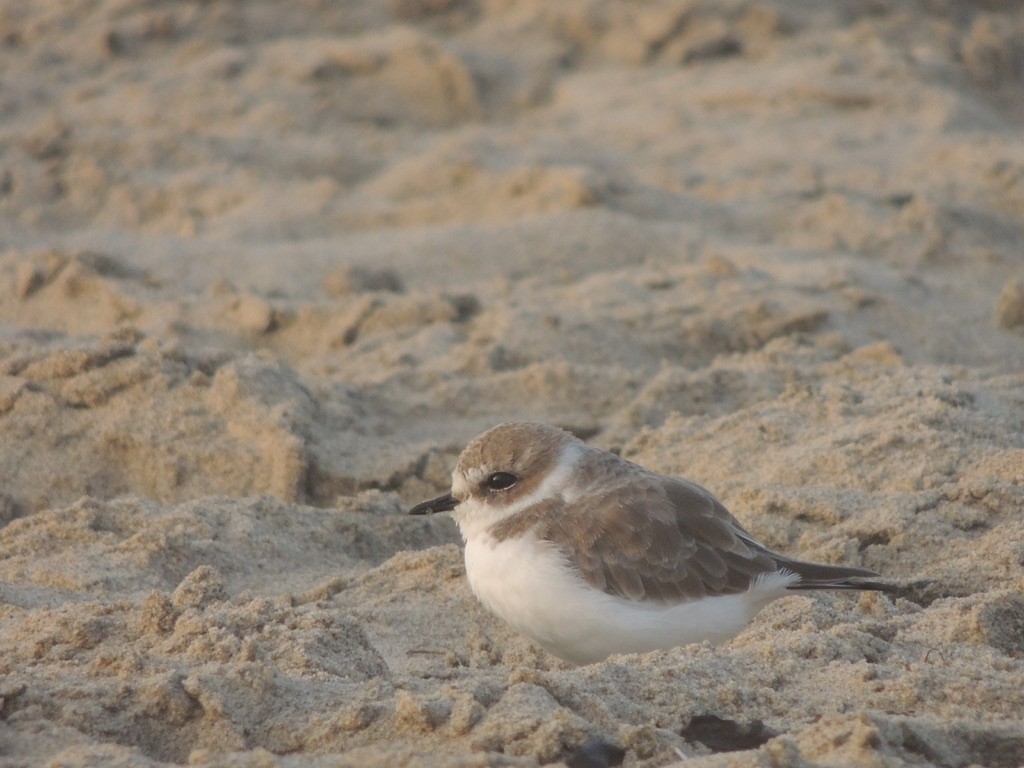 Snowy Plover (Northern) - ML265260701