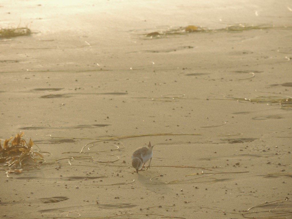 Snowy Plover (Northern) - ML265260771