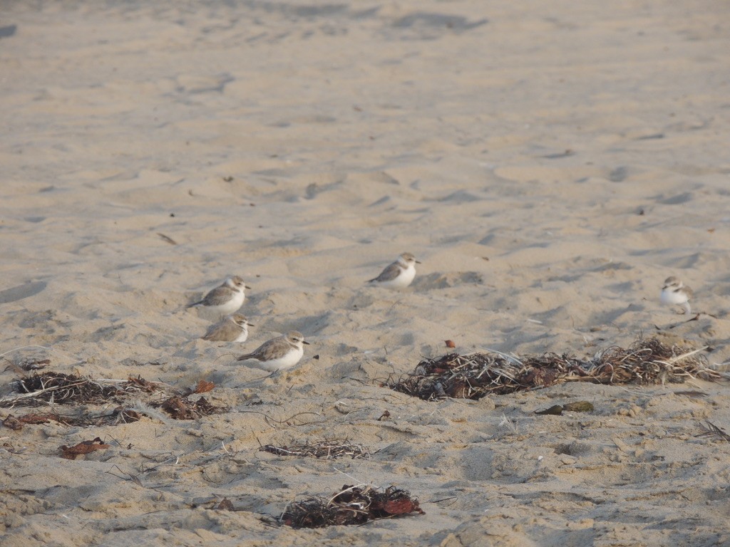 Snowy Plover (Northern) - ML265260961