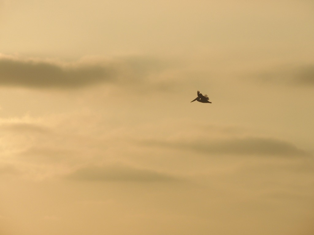 Brown Pelican (California) - ML265261031