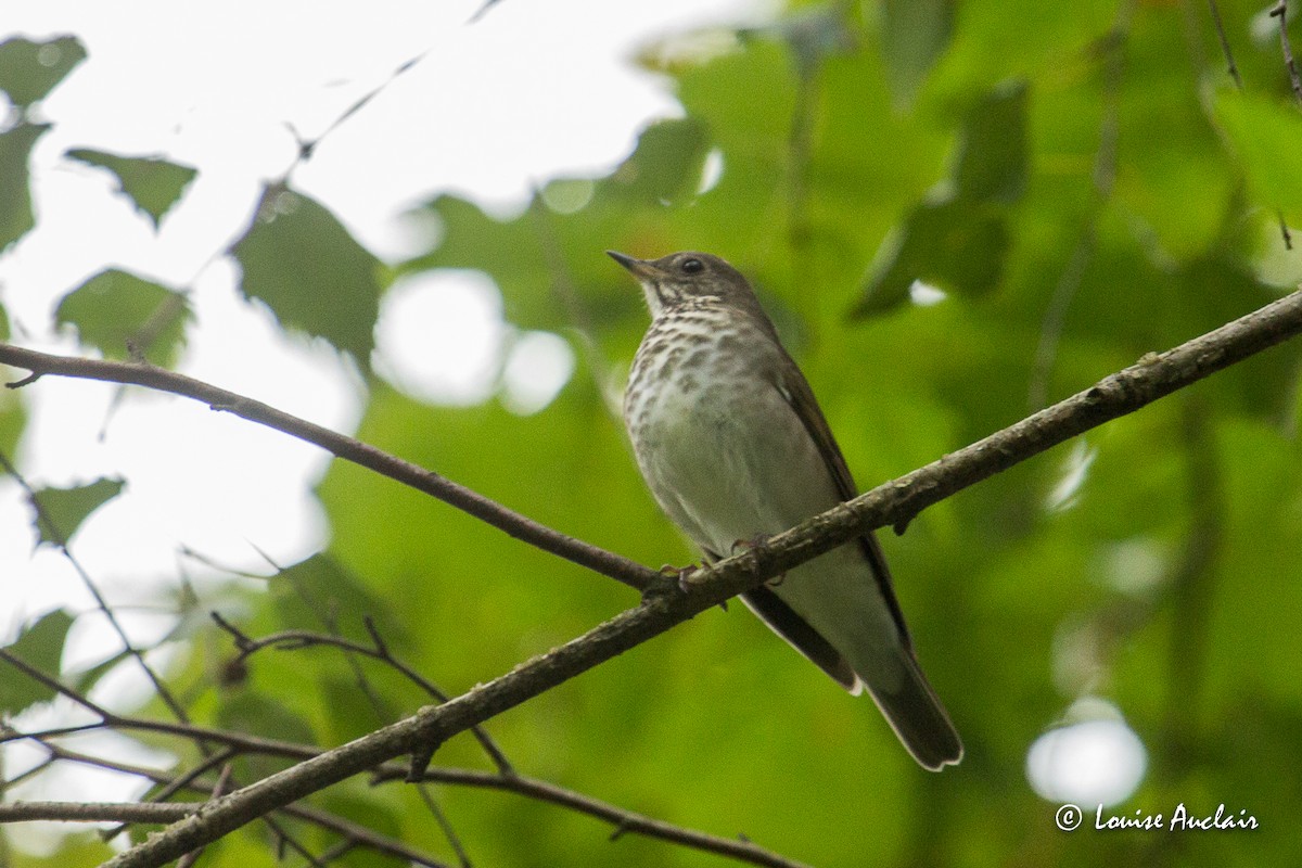 Gray-cheeked Thrush - ML265261171