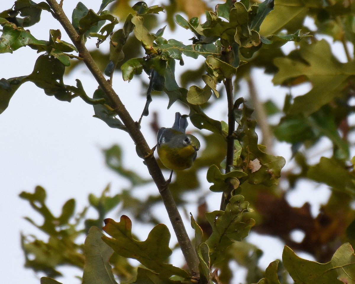 Northern Parula - Patty Masten