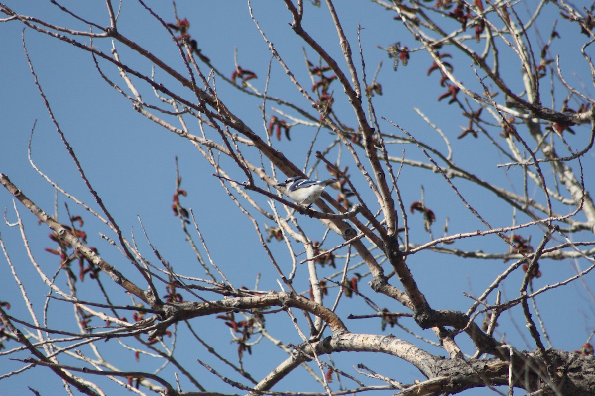 Blue Jay - ML26526251