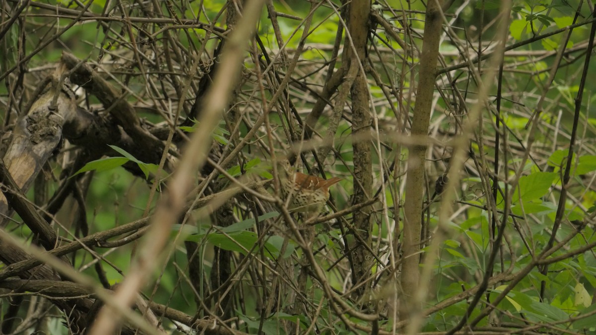 Brown Thrasher - ML265262831