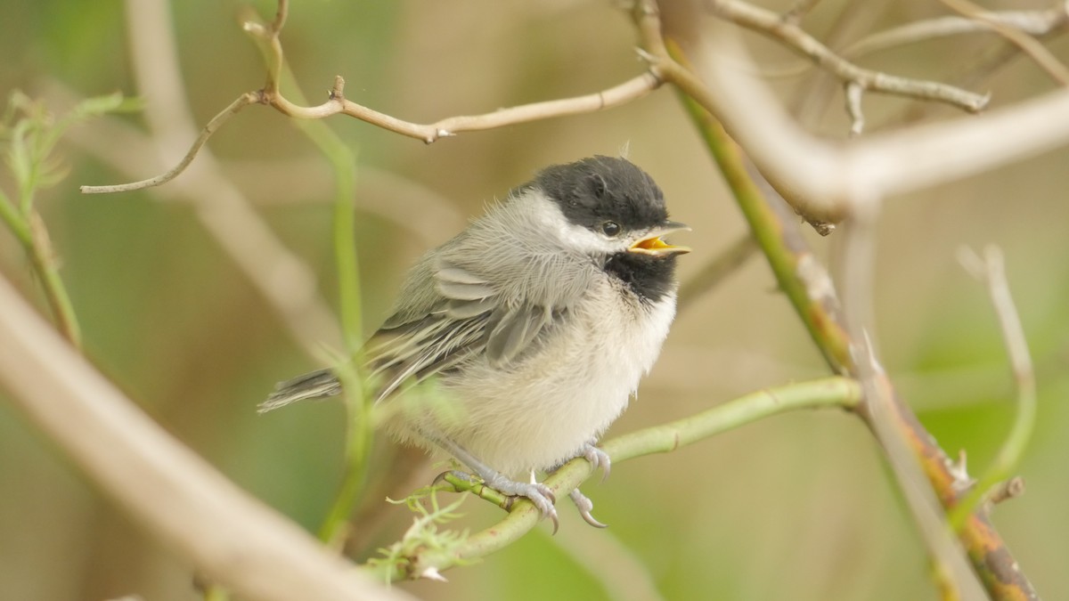 Carolina Chickadee - ML265263021