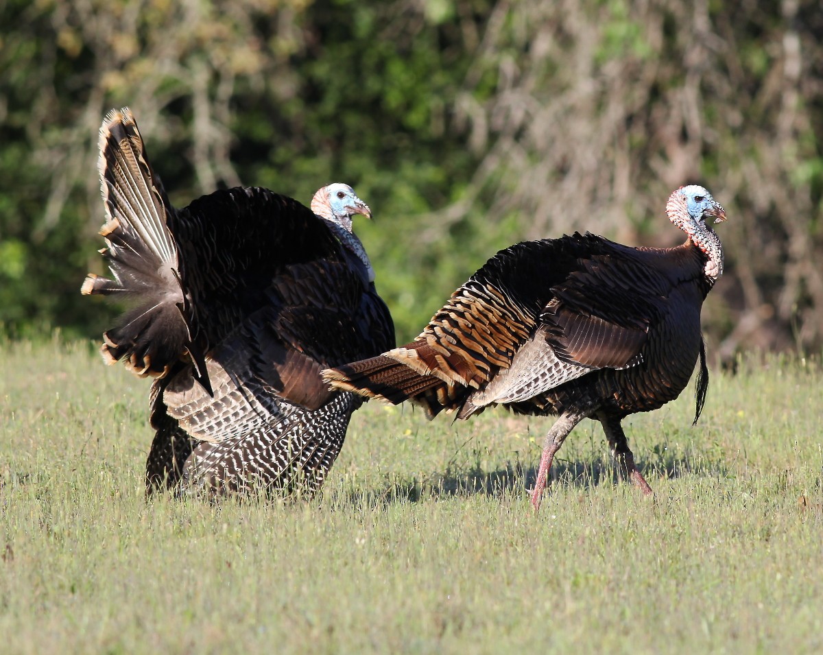 Wild Turkey - ML26526321