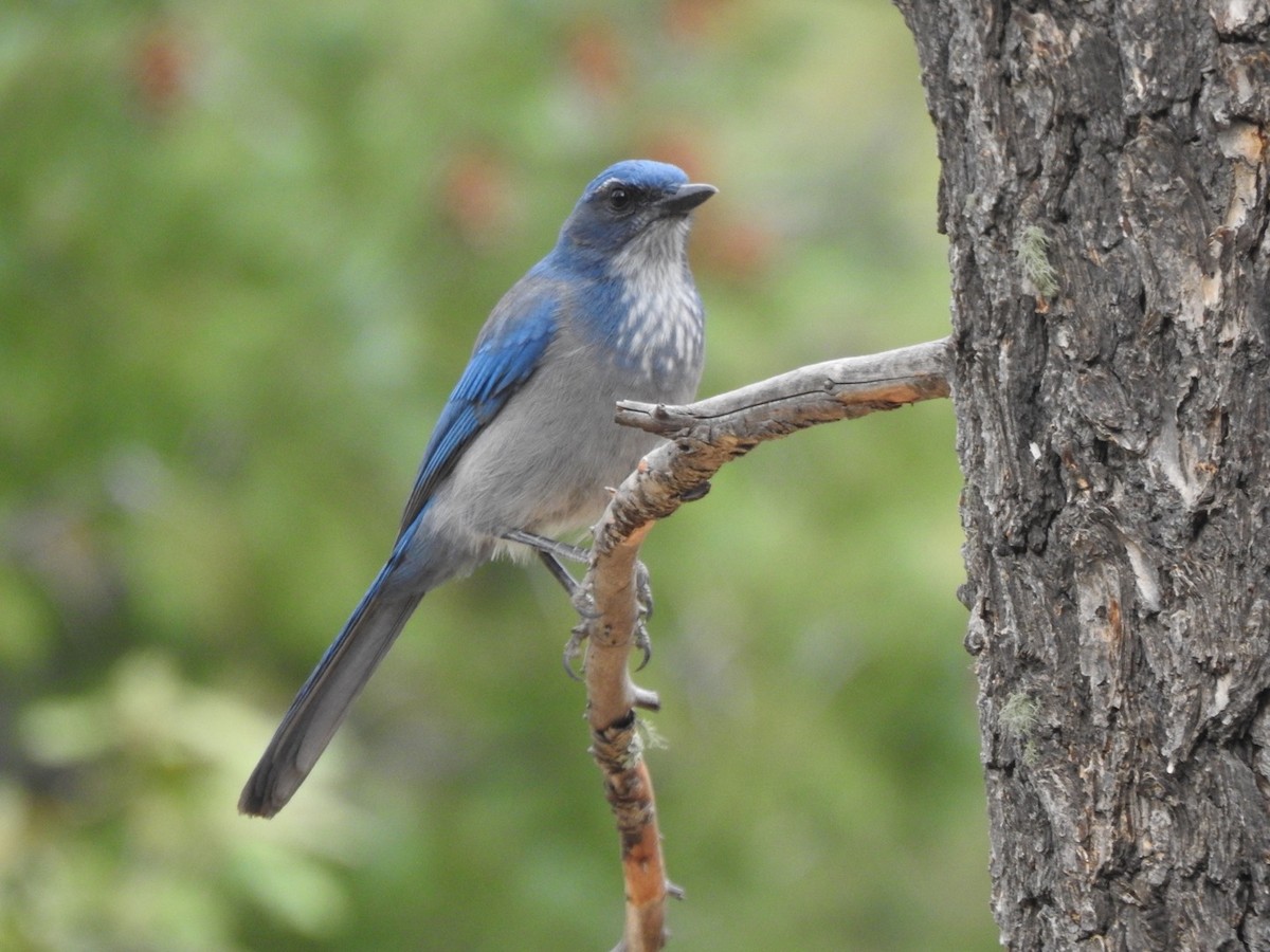 Woodhouse's Scrub-Jay - ML265267951