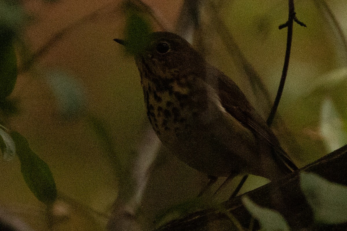 Hermit Thrush - ML265268331