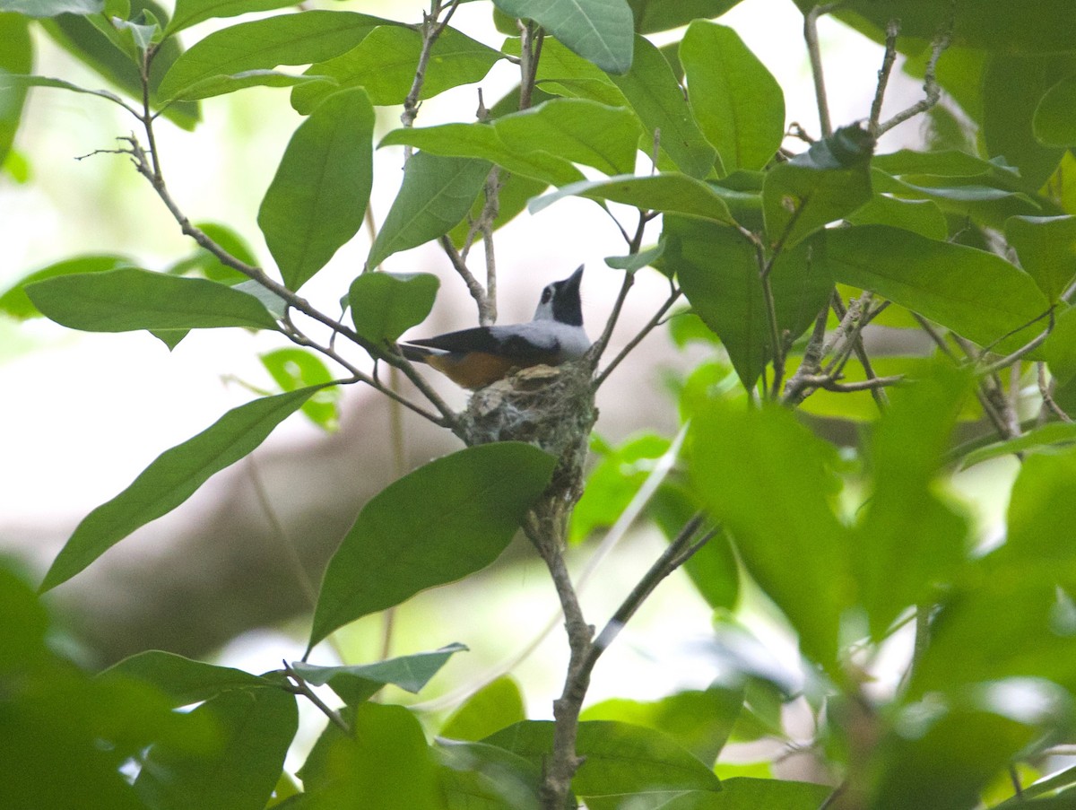 Black-winged Monarch - Scott Baker