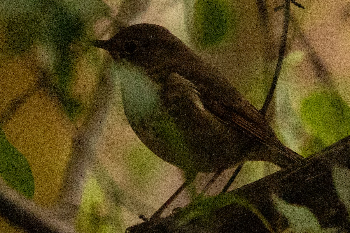Hermit Thrush - ML265268351