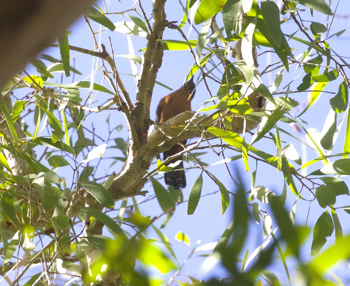 Chestnut-breasted Cuckoo - ML265268591