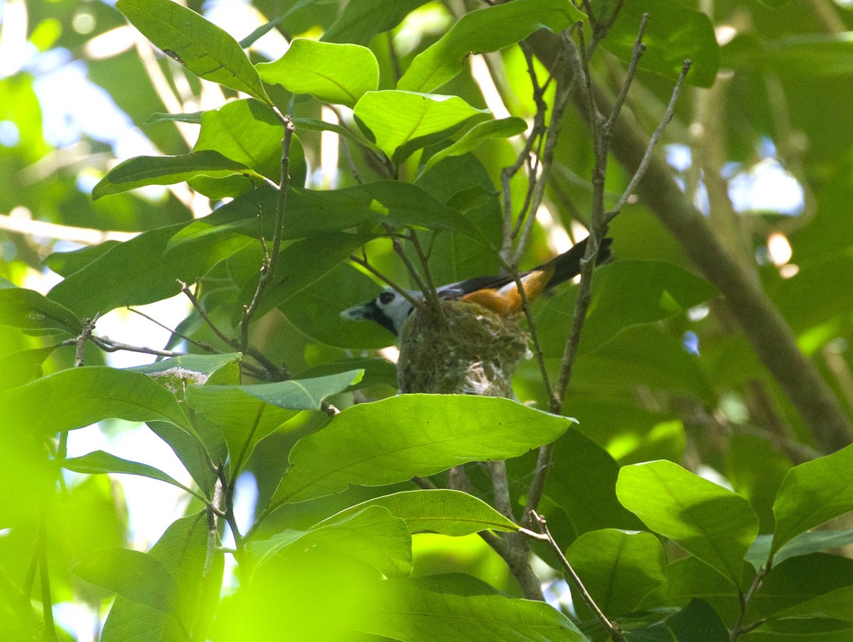 Black-winged Monarch - Scott Baker