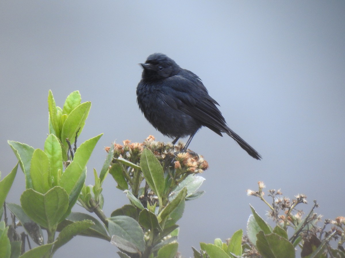 Black Flowerpiercer - ML265268991