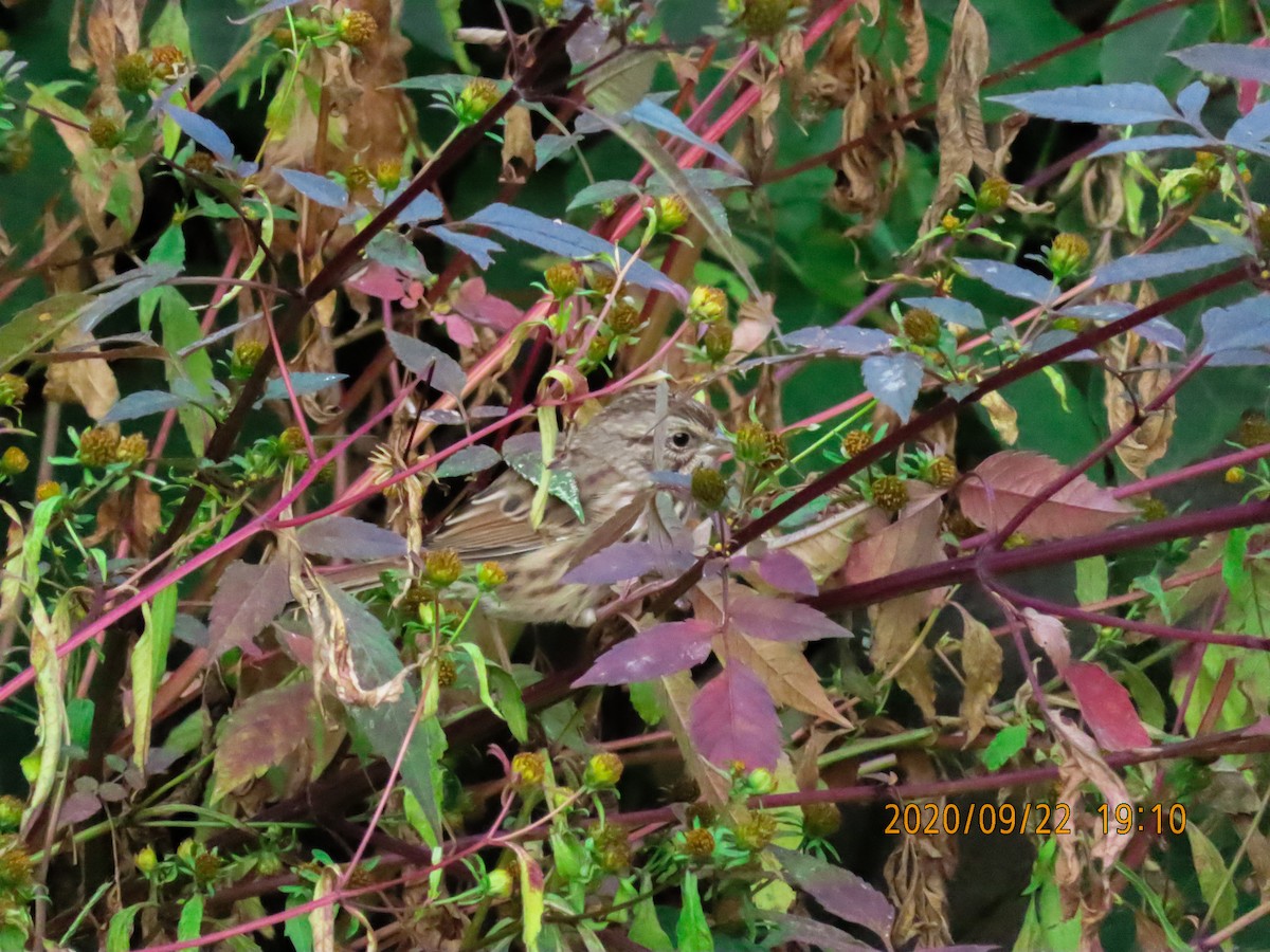 Song Sparrow - ML265272411