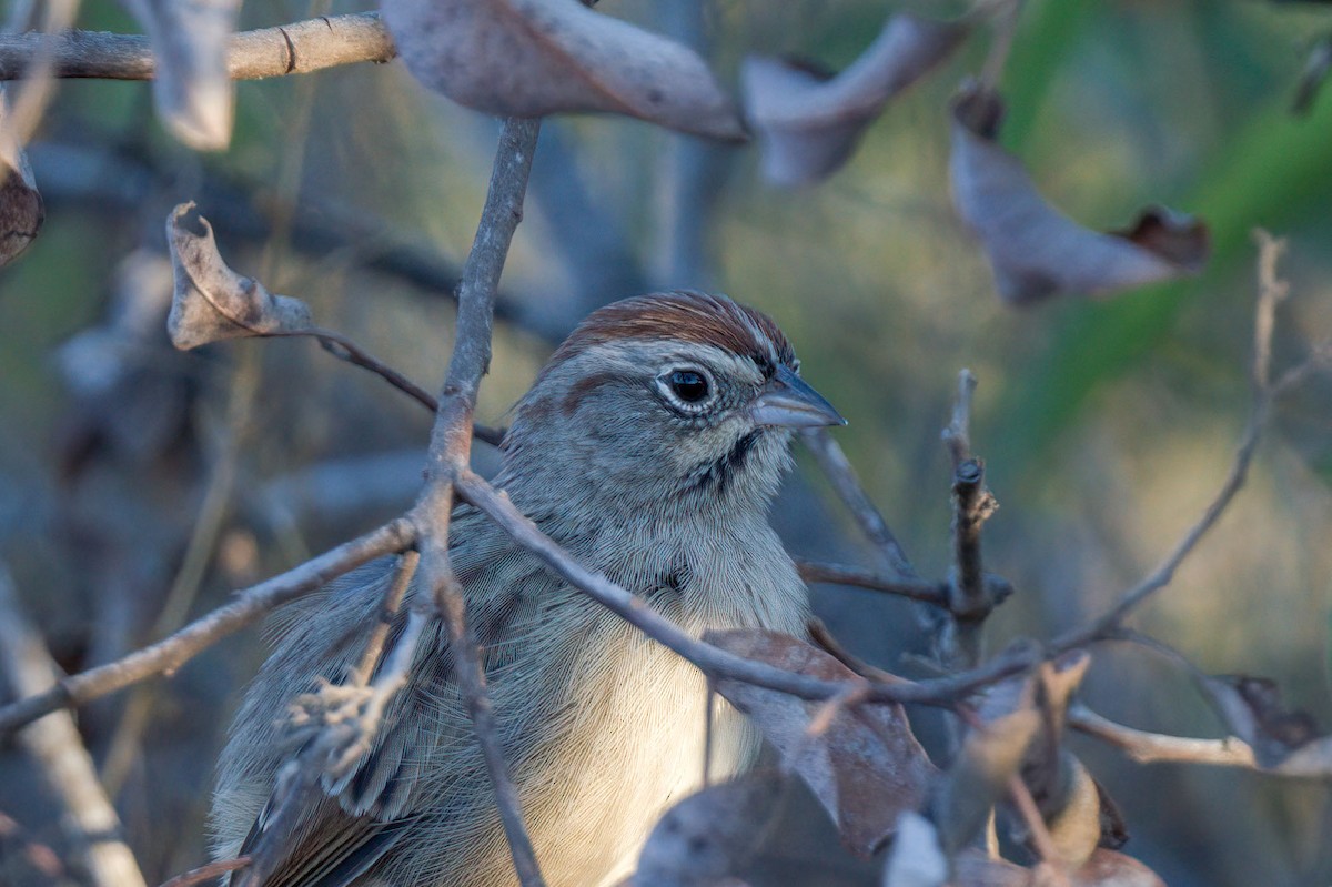 Rufous-crowned Sparrow - Andrew Newmark