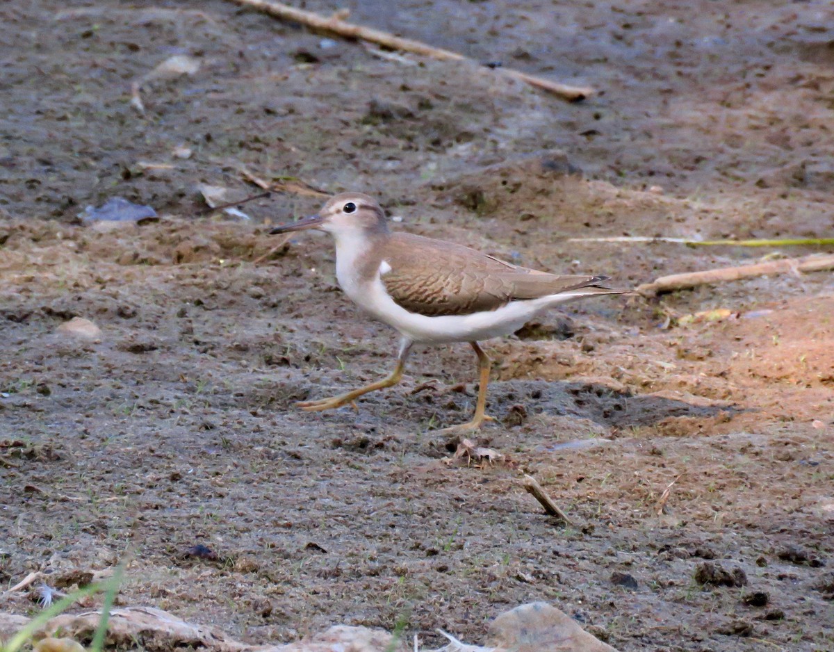Chevalier grivelé - ML265273051