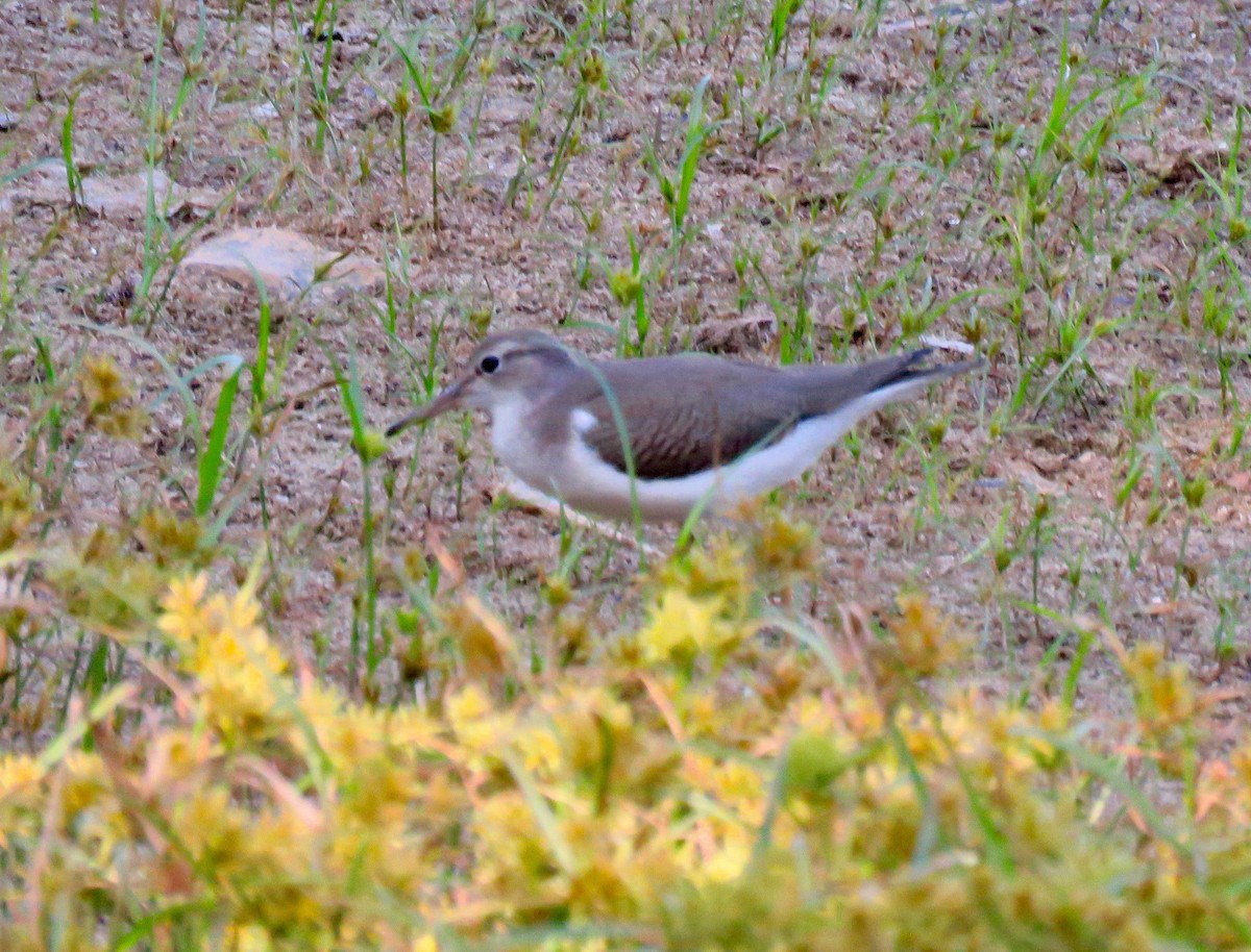 Chevalier grivelé - ML265273111