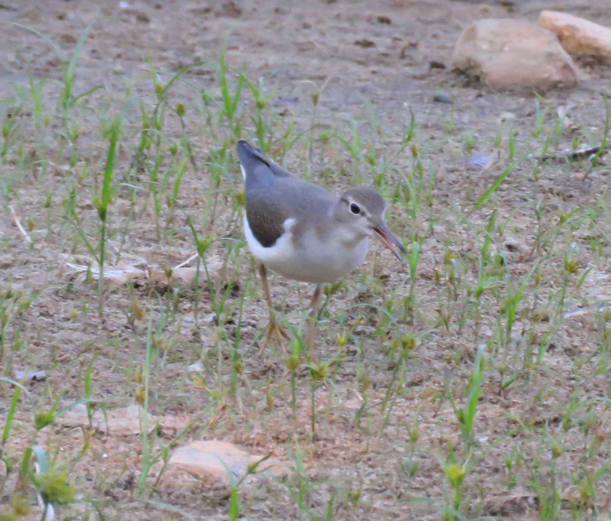 Chevalier grivelé - ML265274231