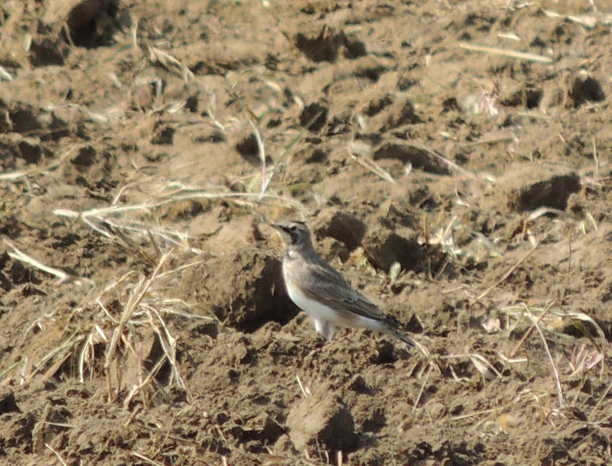 Horned Lark - ML265275781