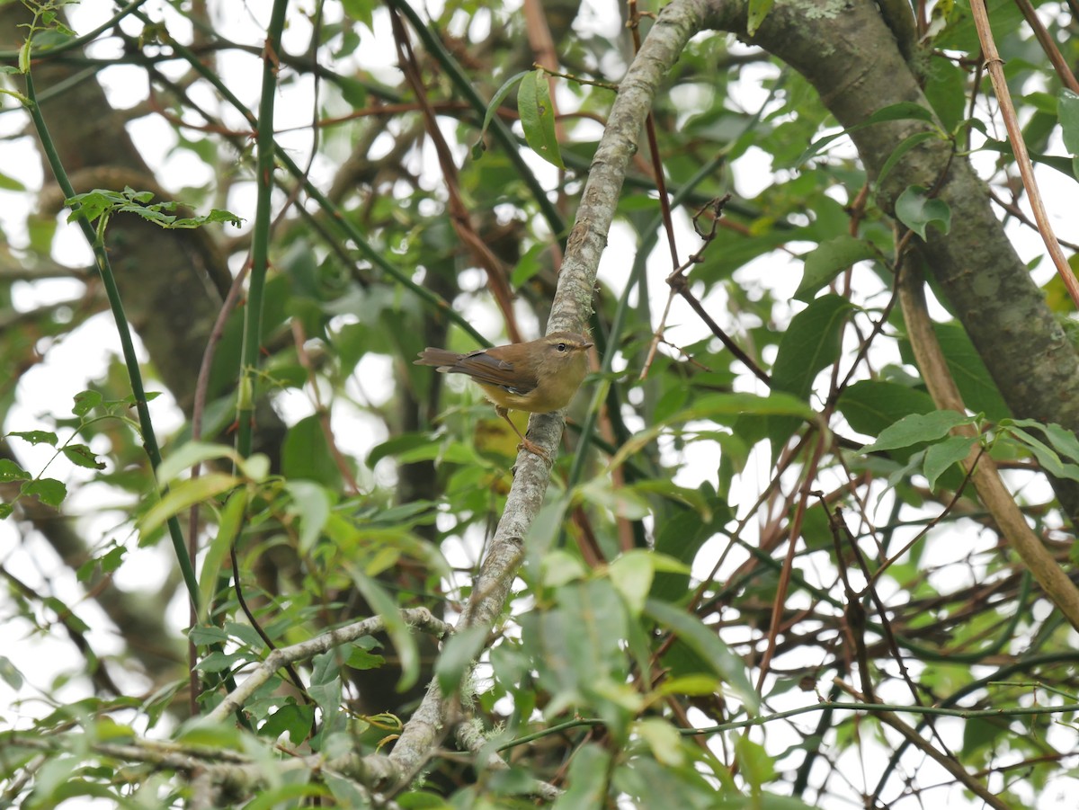 Yellowish-bellied Bush Warbler - ML265275911