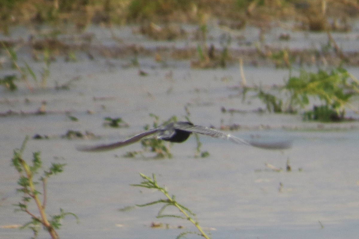 Black Tern - ML265276011