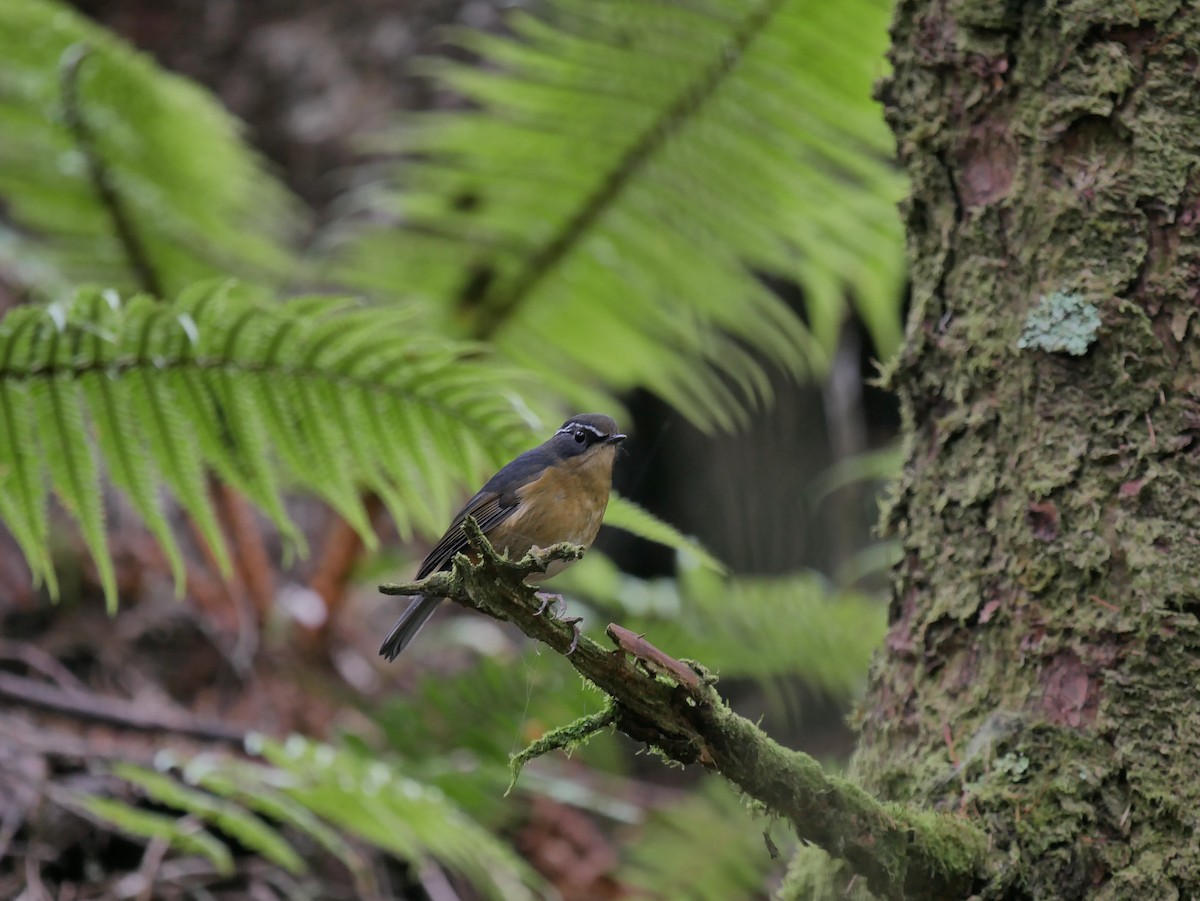 White-browed Bush-Robin - ML265276071