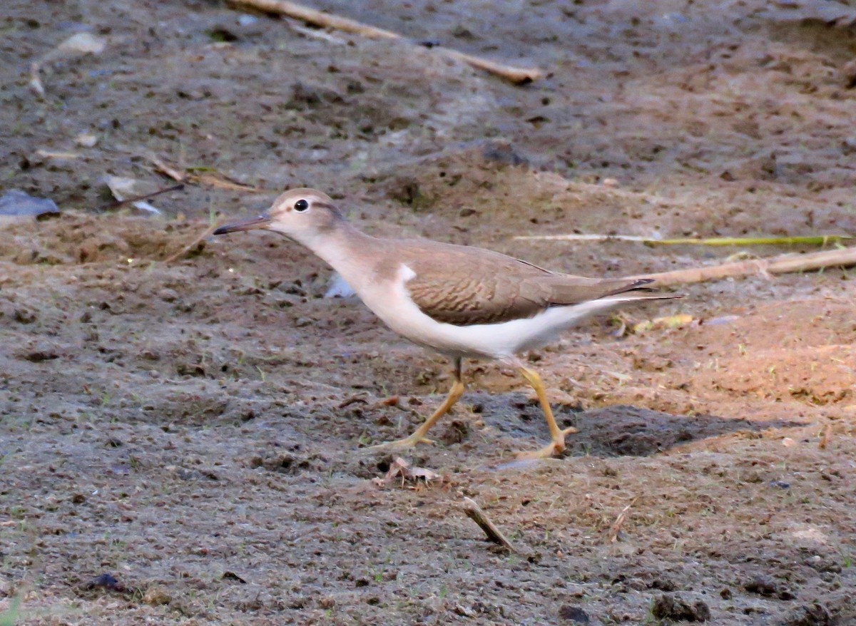 Chevalier grivelé - ML265276141