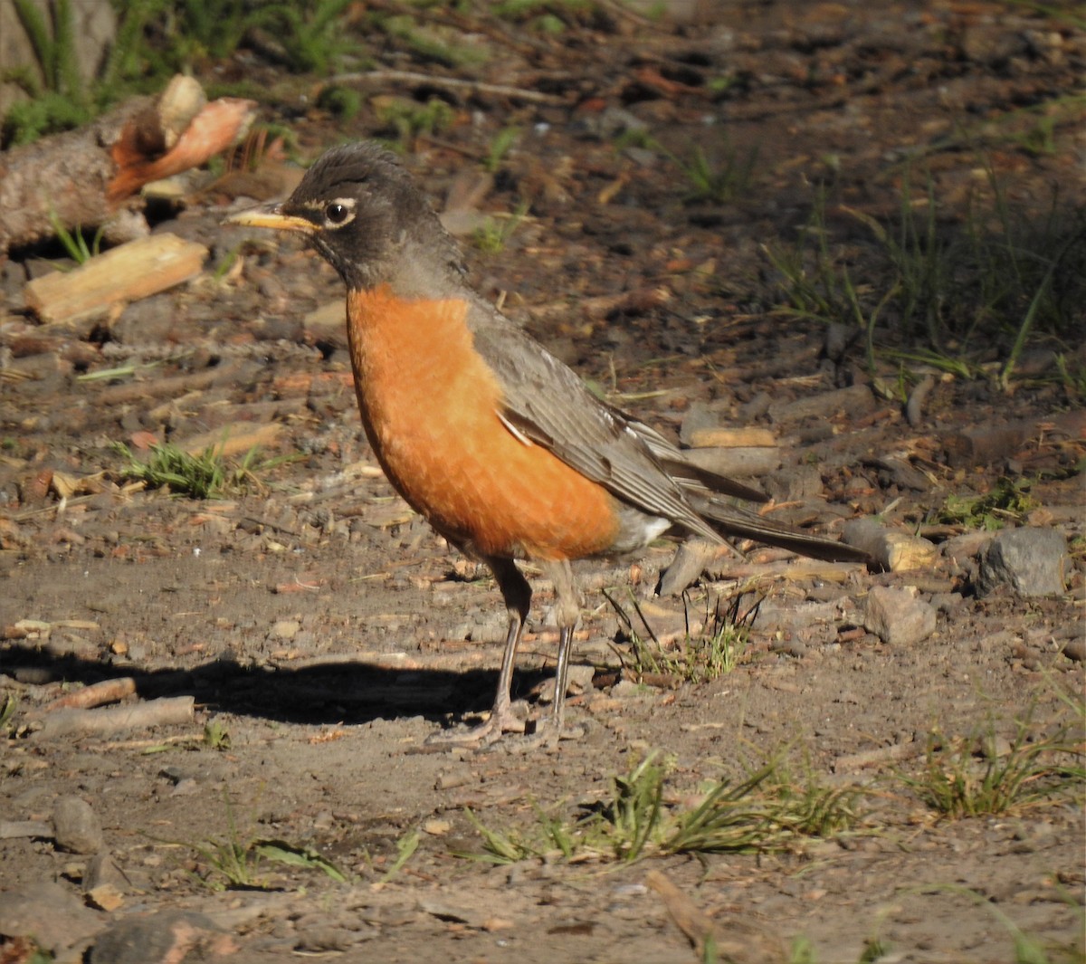 American Robin - ML265276761