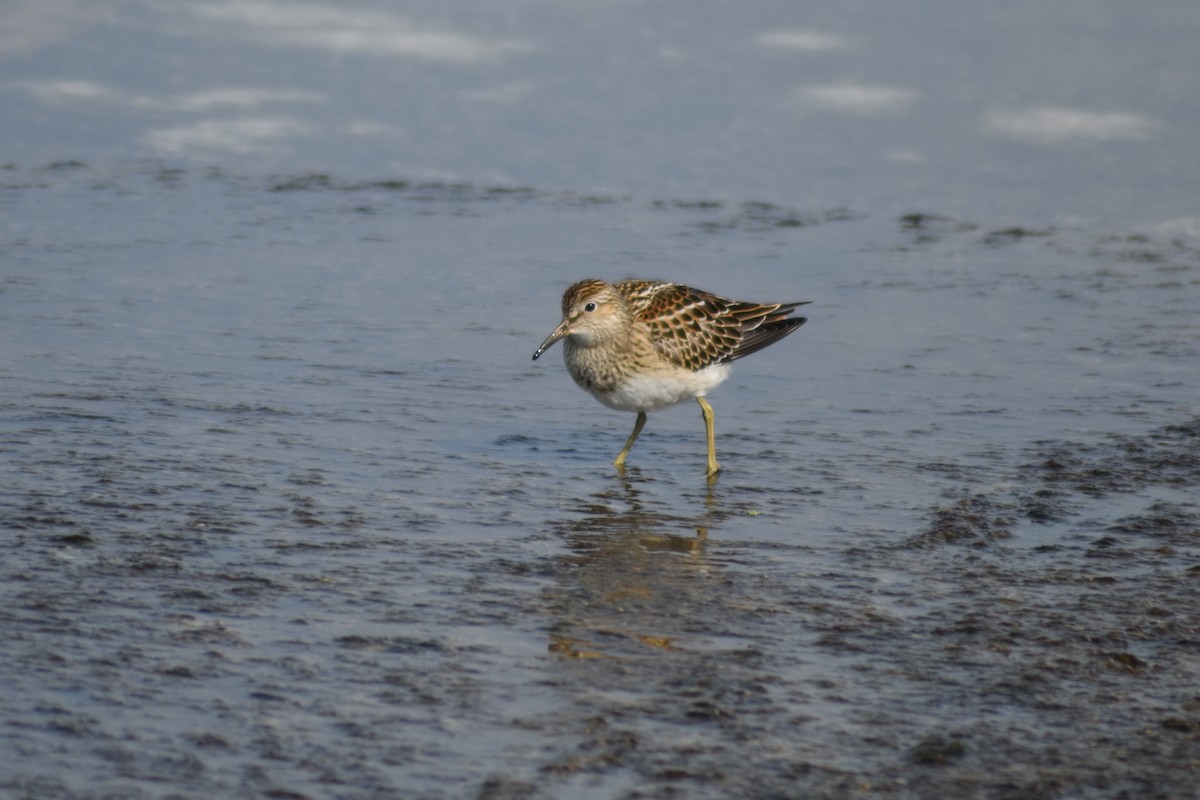 Pectoral Sandpiper - Danielle Zukowski