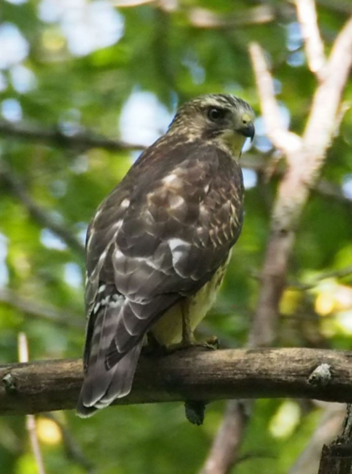 Broad-winged Hawk - ML265280121