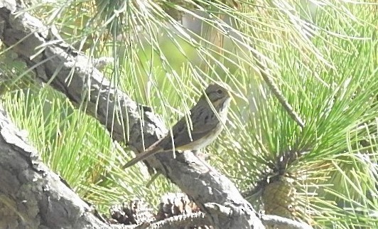 Lincoln's Sparrow - ML265280381