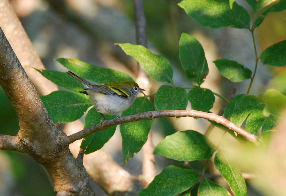 Chestnut-sided Warbler - ML265281341