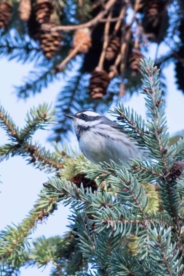 Black-throated Gray Warbler - ML265282601