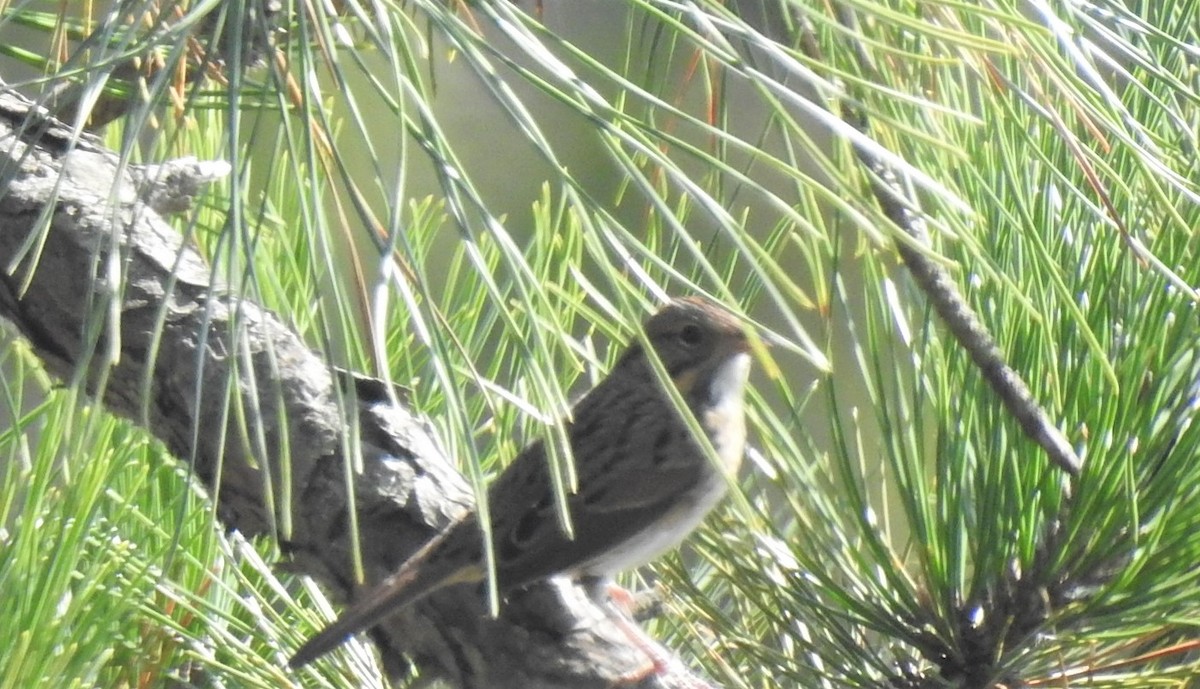 Lincoln's Sparrow - ML265283561