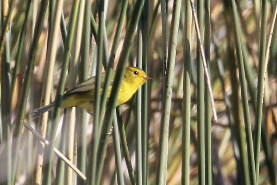 Wilson's Warbler - ML265286041